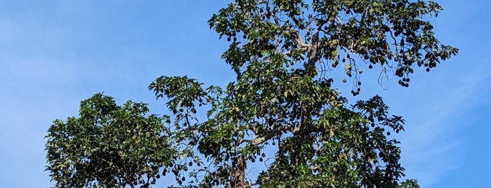 Greenwell Farms Coffee Plantation is one of Big Island Adventure.