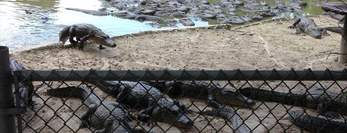 Everglades Alligator Farm is one of Miami.