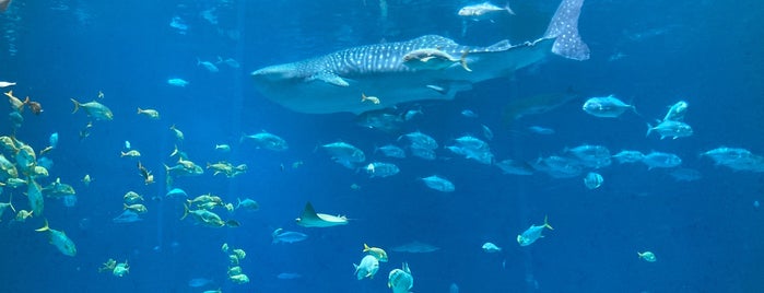 Georgia Aquarium is one of Want To Go.