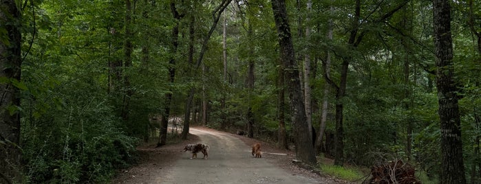 Chattahochee River National Recreation Area Palisades: Indian Trail is one of The 15 Best Hiking Trails in Atlanta.