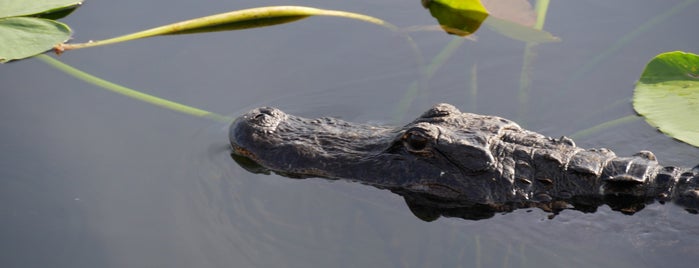 Everglades National Park is one of National Park Service.