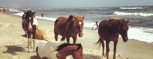 Assateague Island National Seashore (Maryland) is one of 36 Outstanding Beaches.