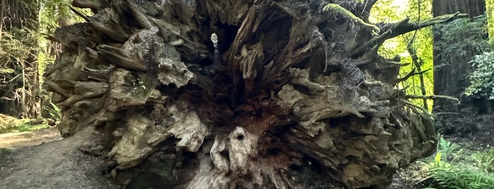 Avenue of the Giants is one of Beyond the Peninsula.