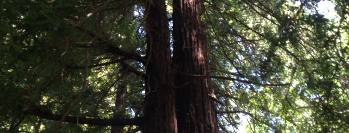 Reinhardt Redwood Regional Park is one of Beyond the Peninsula.