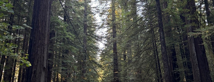 Humboldt Redwoods State Park is one of Beyond the Peninsula.