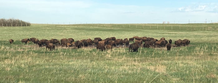 Rocky Mountain Arsenal National Wildlife Refuge is one of Denver - Destinations for Kids.