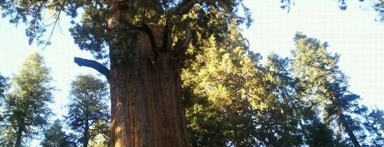 Sequoia National Park is one of Visit the National Parks.