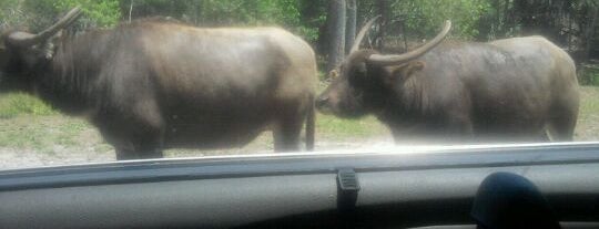 Lion Country Safari is one of Bucket List.