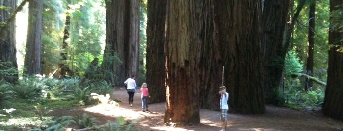 Redwood National Park is one of Visit the National Parks.