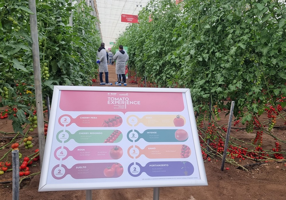 Los tomates de BASF | Nunhems, solución para un mercado global