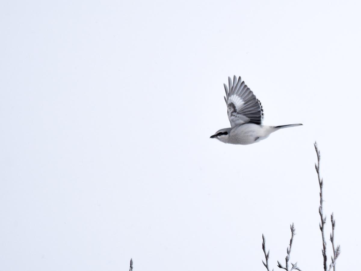 Northern shrike flying over branches