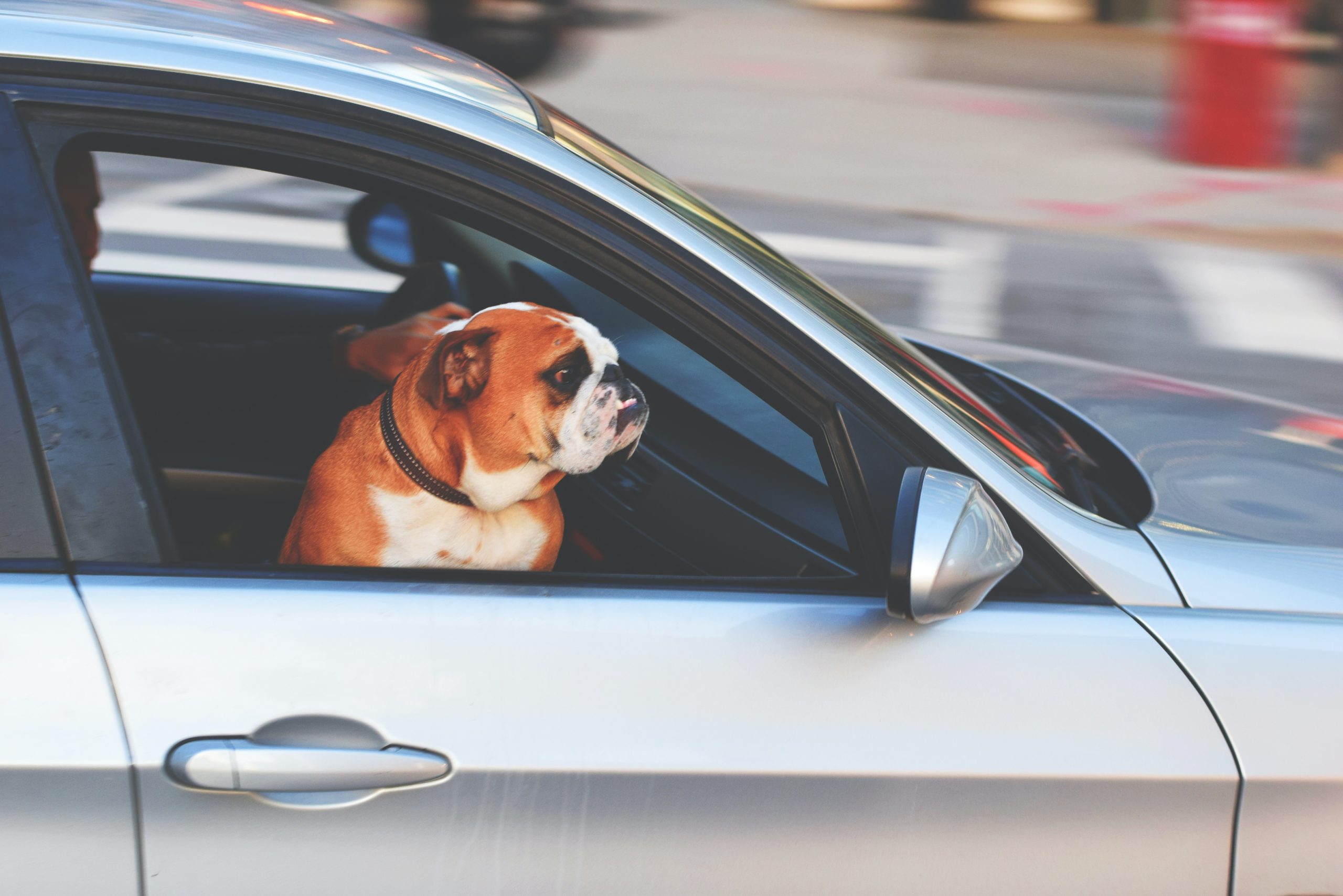 Chien en voiture Transport de fret pour particuliers Freight transport for individuals