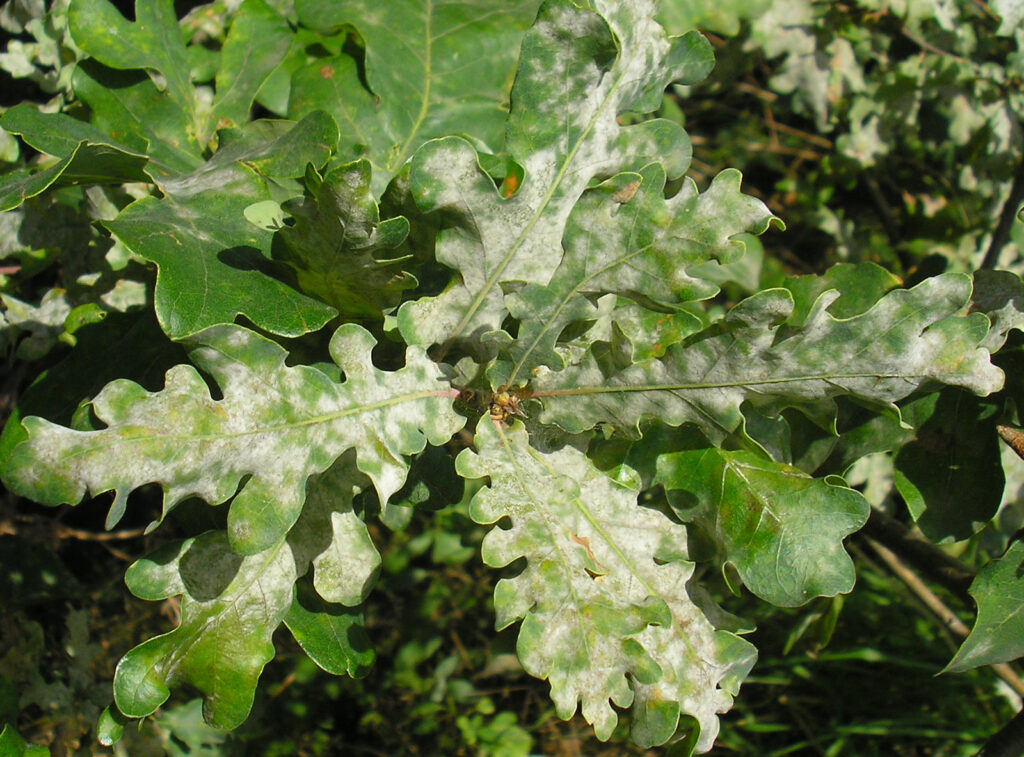 Proven efficacy of COS-OGA against powdery mildew on oak