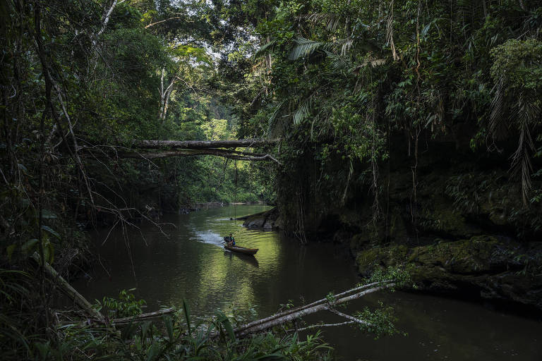 Serrapilheira abre inscrições para reportagens sobre biodiversidade amazônica