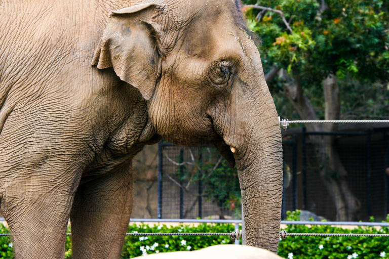 Caça ao marfim afeta evolução e faz elefante sem presa virar maioria em Moçambique