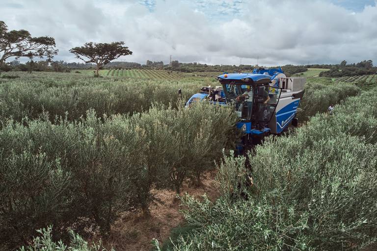 Colheita de azeitonas para produção de azeite no Rio Grande do Sul