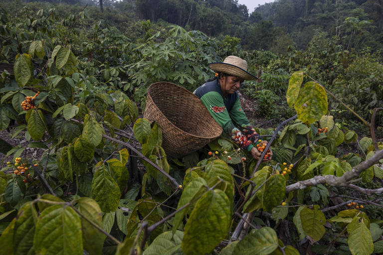 Organização vai premiar reportagens que destacam a Amazônia