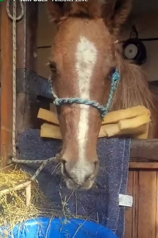 A história do resgate do cavalo Caramelo que emocionou o país