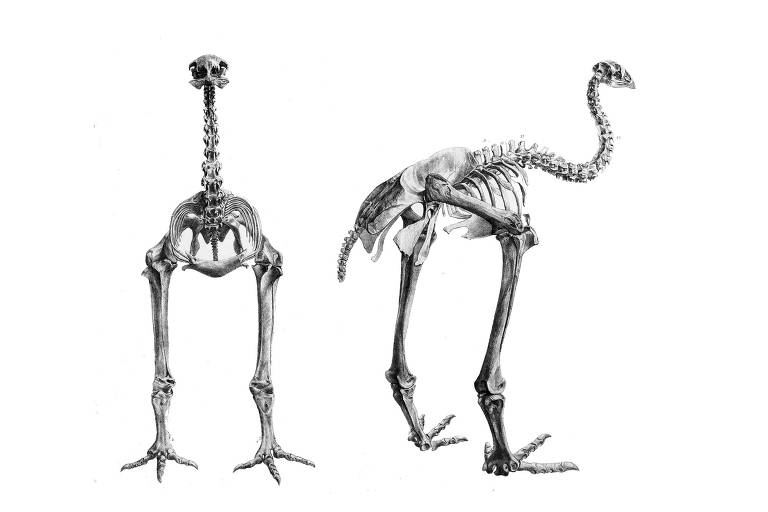 Aves sem asas, moas tinham bom olfato e visão ultravioleta