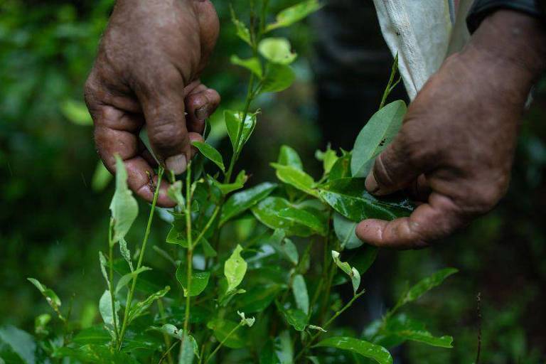 Por que há excesso de oferta de coca na América Latina (e qual o impacto no mercado de cocaína)