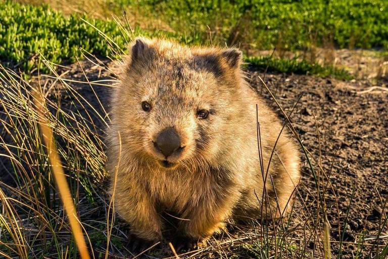 Investigador paranormal e passeador de marsupial: Tasmânia faz ofertas de trabalho inusitadas para atrair turistas