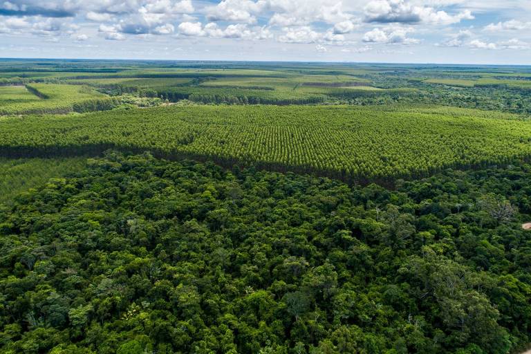 Prêmio oferece até R$ 4 mil para reportagens sobre o setor de árvores cultivadas