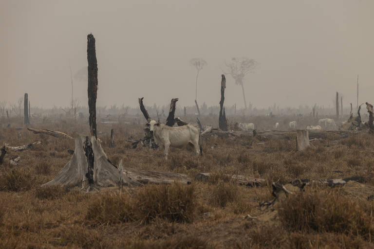 Ministério da Justiça convoca mais 150 bombeiros da Força Nacional para atuar na Amazônia Legal