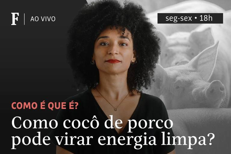 Como cocô de porco pode virar energia limpa?