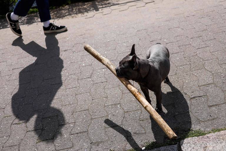 Alemanha cobra imposto sobre cães e tem arrecadação recorde