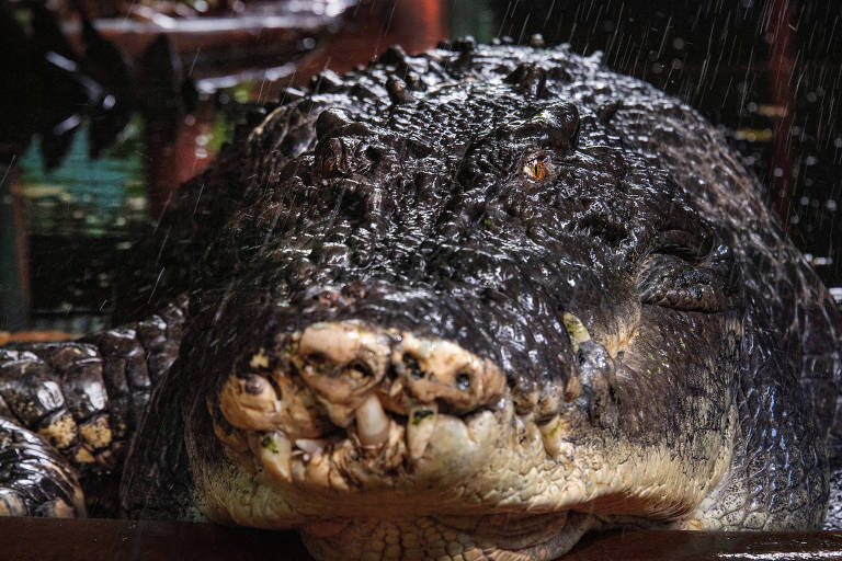 Cassius, maior crocodilo em cativeiro do mundo, morre na Austrália