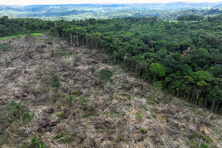 Efeito dominó do desmatamento na amazônia