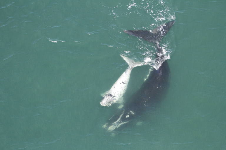 Ameaçadas de extinção, baleias-francas têm aumento populacional na costa brasileira; veja vídeo