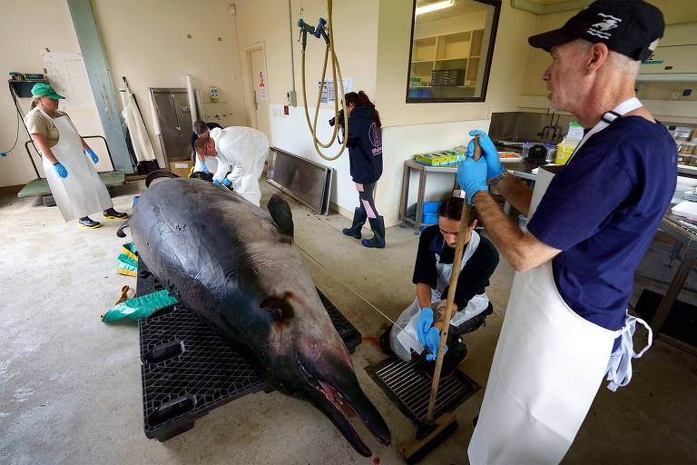 Baleia mais rara do mundo começa a ser dissecada na Nova Zelândia