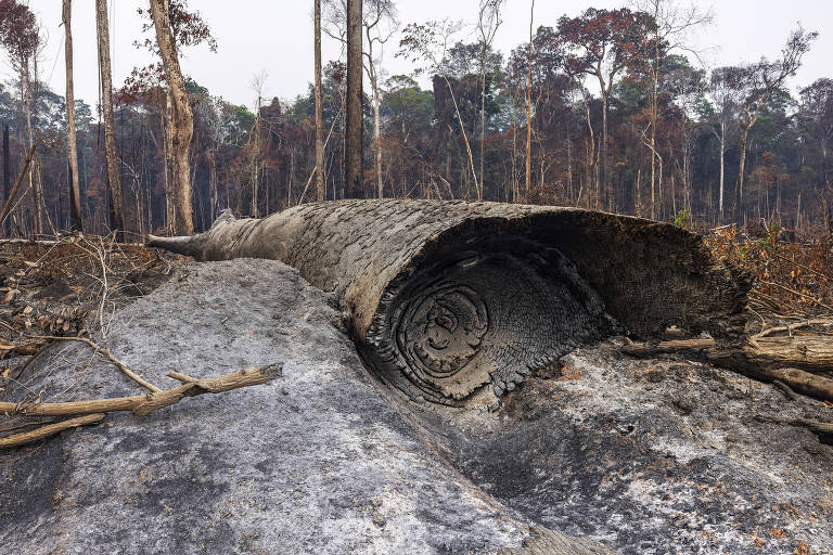 Área queimada no Brasil até novembro quase dobra em relação a 2023