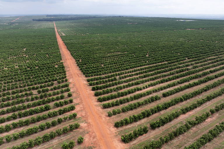 PIB do agronegócio paulista cresce pouco