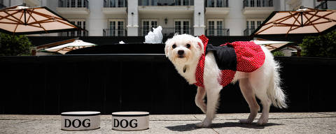 SAO PAULO/ SP, BRASIL, 27-11-2024: A cadela Tranqueira prova o menu pet servido no Hotel Tangará, que também conta com um jardim para os animais passearem. (Foto: Zanone Fraissat/Folhapress, GUIA)***EXCLUSIVO****