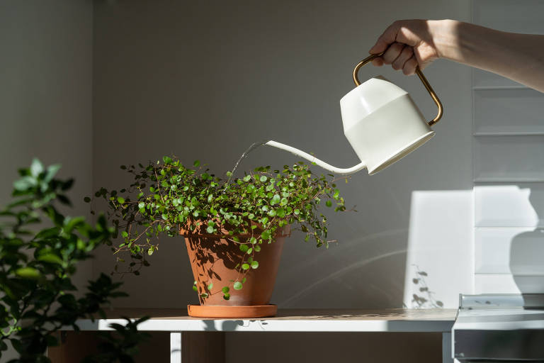 Como cuidar das plantas no verão