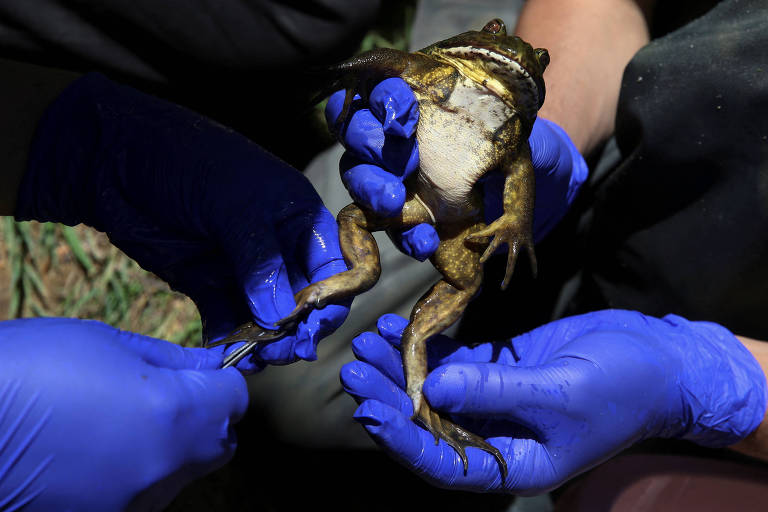 Sapo gigante primitivo do Chile sofre ameaça por mudanças climáticas