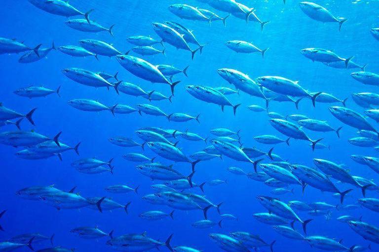 A corrida para salvar o peixe mais caro do mundo das mudanças climáticas