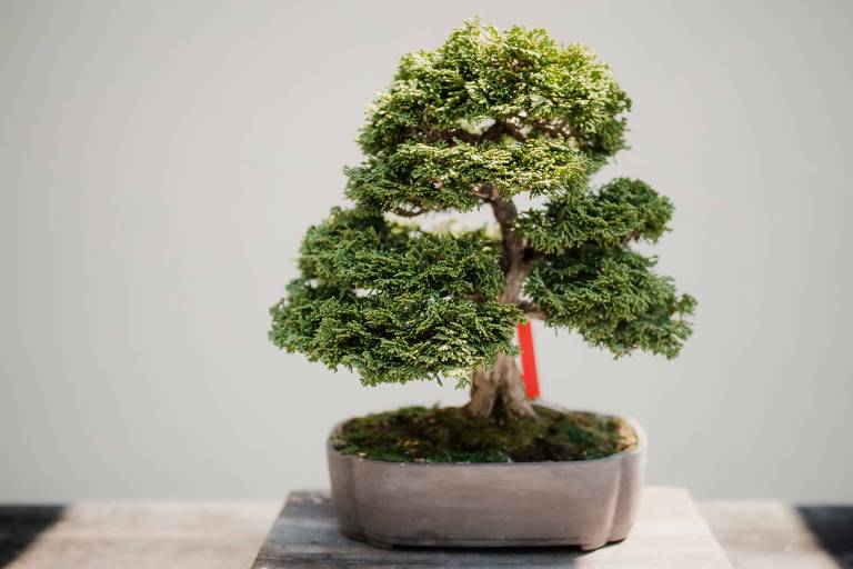 árvore bonsai no fundo cinza