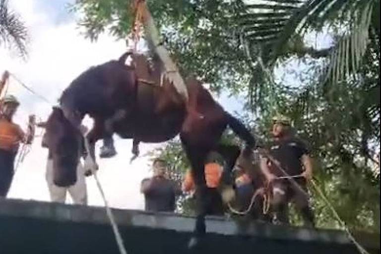 A imagem mostra um grupo de pessoas em um telhado, tentando resgatar um animal grande, possivelmente um cavalo, que está sendo içado por um guindaste. O céu está claro e há árvores ao redor, sugerindo um ambiente natural. Algumas pessoas estão segurando cordas e outras observam o resgate