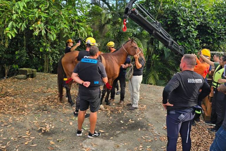 Um grupo de pessoas está reunido em uma área com um cavalo e copas de árvores ao fundo.. Algumas pessoas estão usando capacetes de segurança e outras estão vestindo roupas casuais. Ao fundo, há árvores verdes e um equipamento de trabalho visível. O ambiente parece ser um local de trabalho ao ar livre.