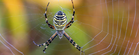 Wasp spider - Argiope bruennichi. Foto: Jivko Nakev/Adobe Stock DIREITOS RESERVADOS. NÃO PUBLICAR SEM AUTORIZAÇÃO DO DETENTOR DOS DIREITOS AUTORAIS E DE IMAGEM