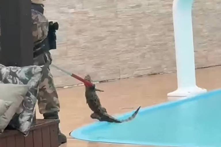 Jacaré é encontrado em piscina após fortes chuvas em Florianópolis; veja vídeo