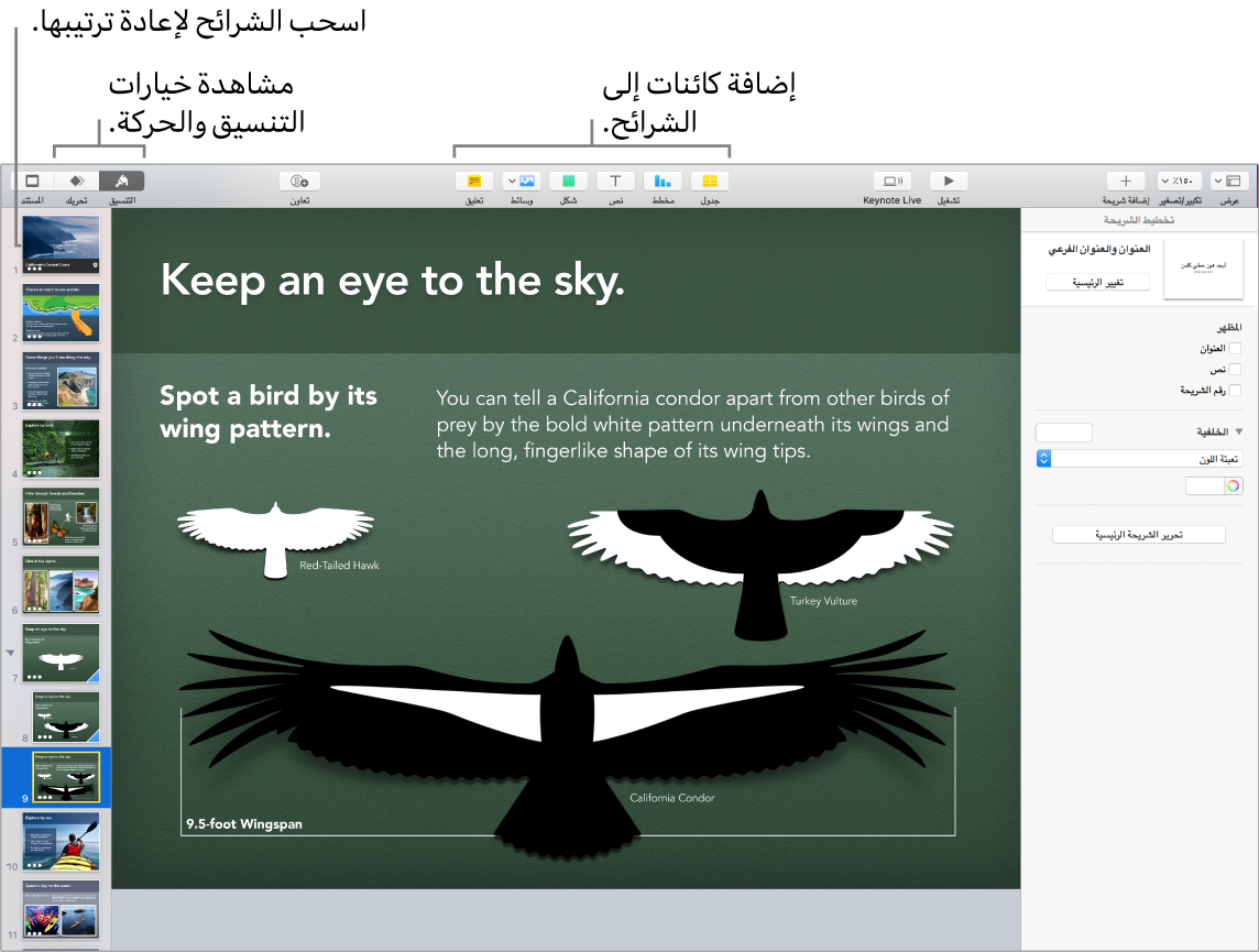 نافذة Keynote تعرض كيفية إعادة ترتيب الشرائح، وتوضح الأزرار التي تتيح لك إضافة كائنات إلى الشرائح، بما في ذلك خيارات التنسيق والحركة.