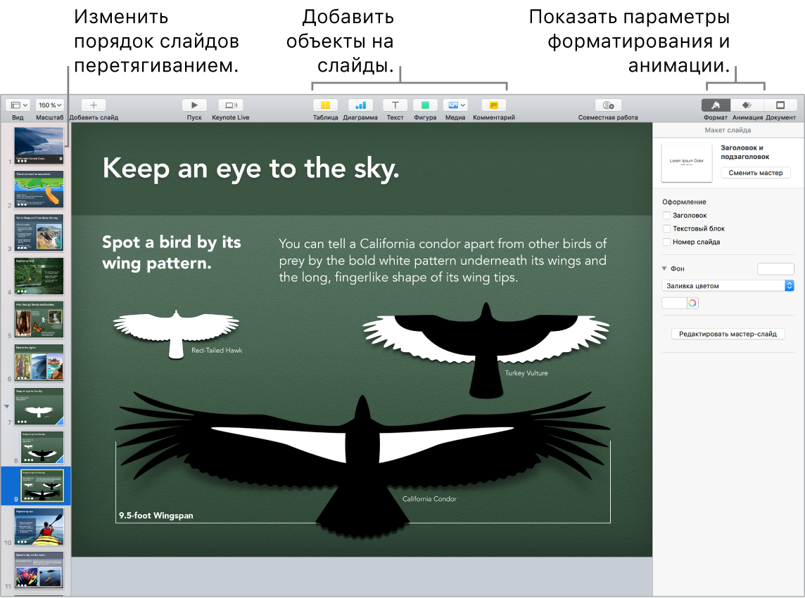 Окно Keynote. Показано, как изменить порядок слайдов. Выделены кнопки добавления объектов на слайд, в том числе кнопки форматирования и анимации.