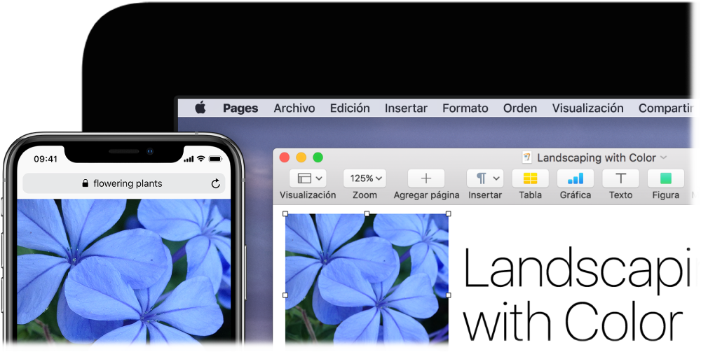 Un iPhone mostrando una foto, junto a una Mac que muestra cómo la foto se pasa a un documento de Pages.
