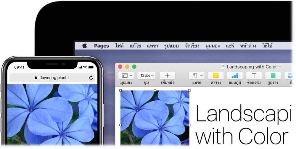 iPhone ที่แสดงรูปภาพ ถัดไปมี Mac ที่แสดงรูปภาพเดียวกันที่กำลังถูกวางลงในเอกสาร Pages