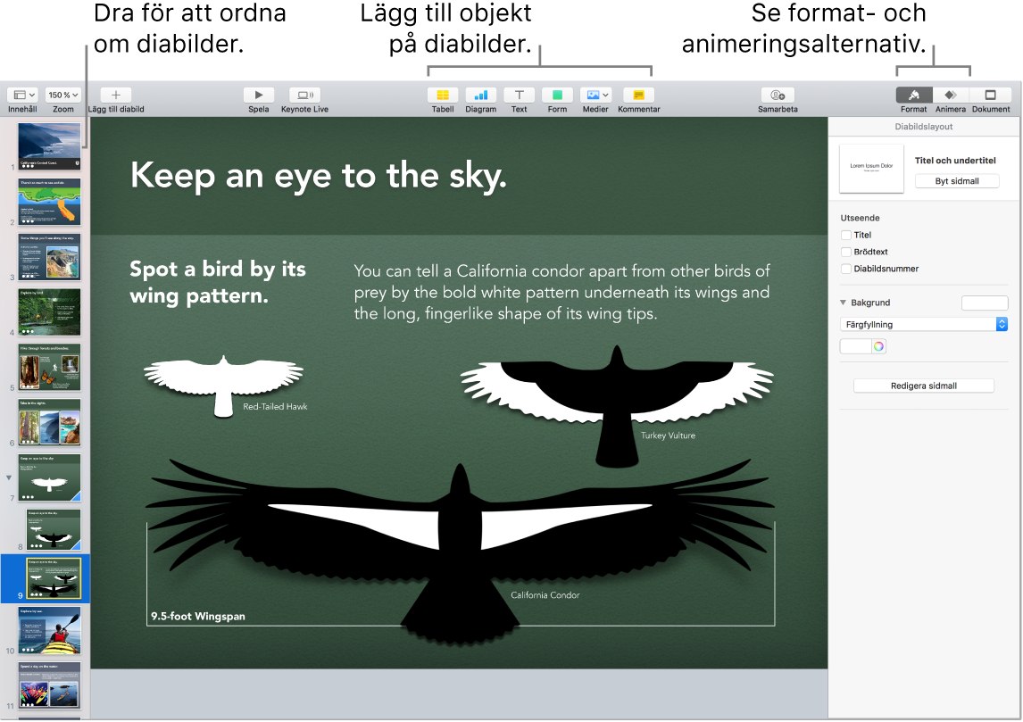 Ett Keynote-fönster som visar hur du ändrar ordning på diabilder samt knapparna som används till att lägga till objekt på diabilderna, inklusive alternativ för format och animering.