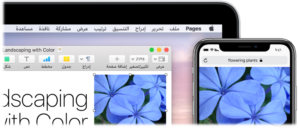 جهاز iPhone يعرض صورة، وبجواره جهاز Mac تظهر عليه الصورة أثناء لصقها في مستند Pages.